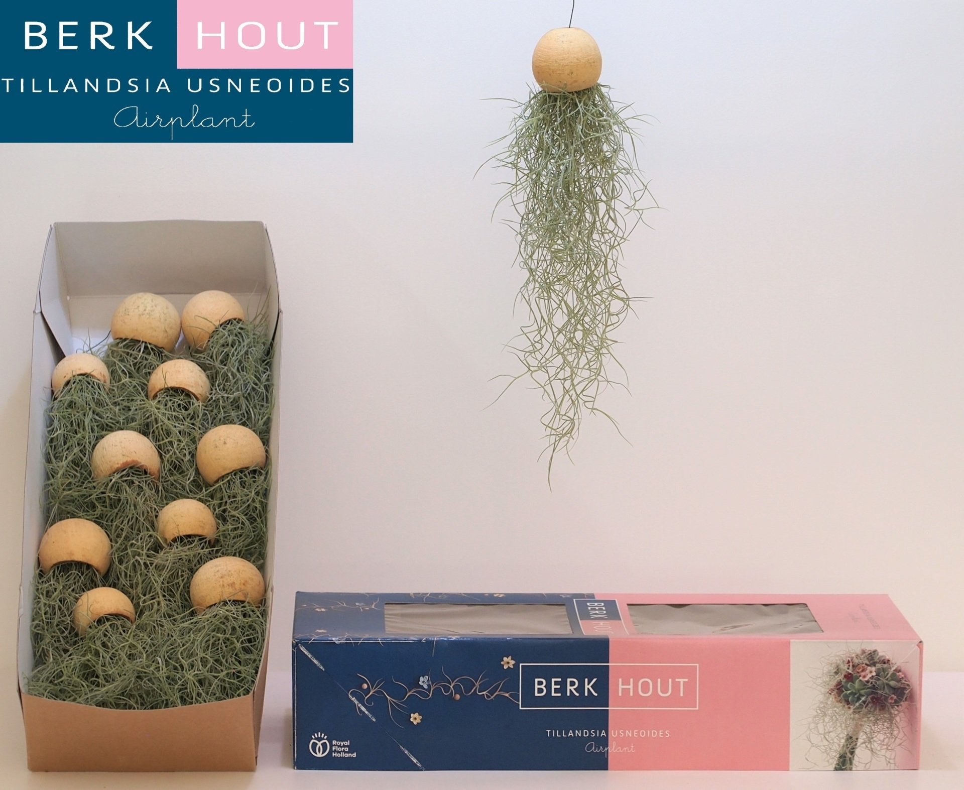 tillandsia usneoides bell cup