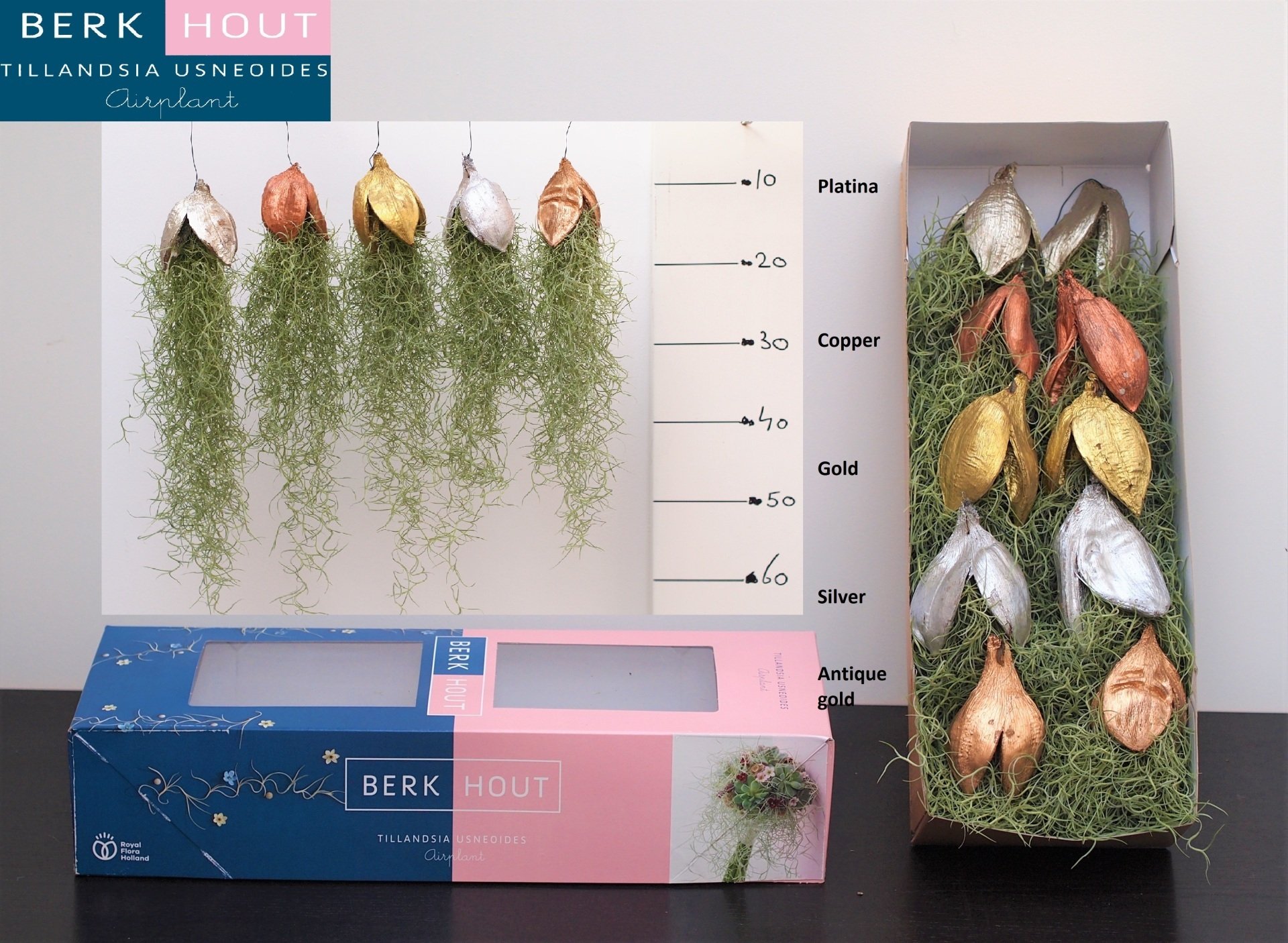 tillandsia kerst mix