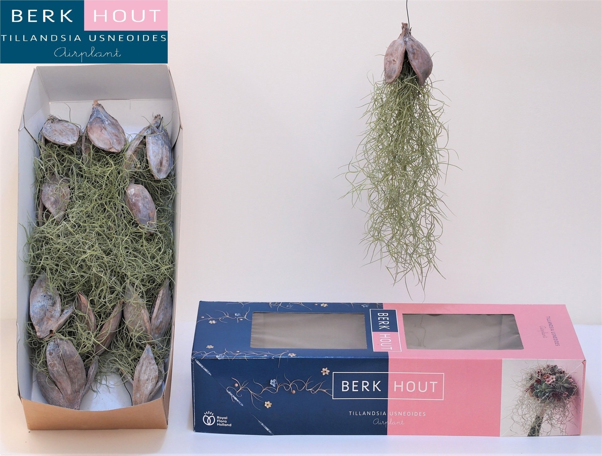 sororoca penca white wash