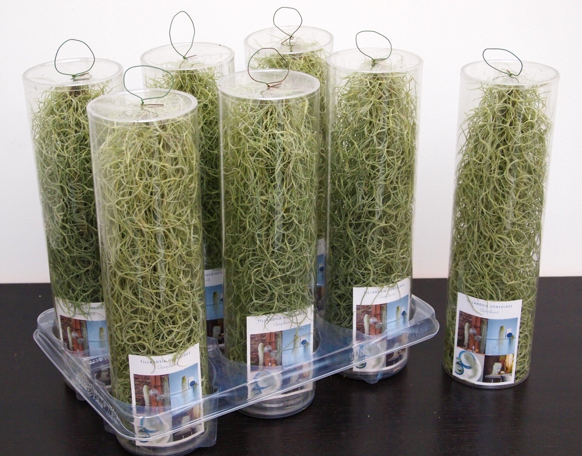 Tillandsia usneoides koker