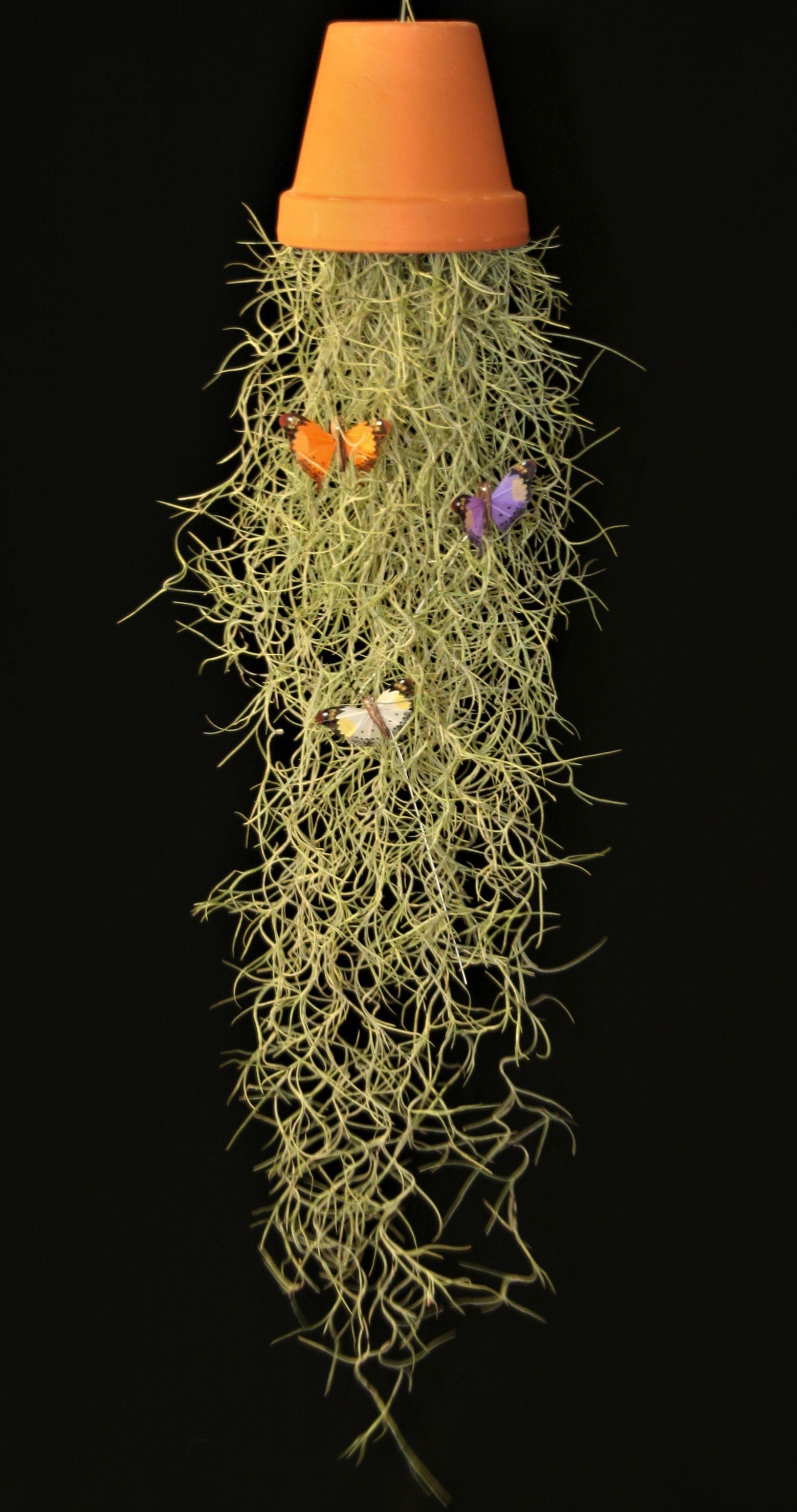Tillandsia usneoides airplant