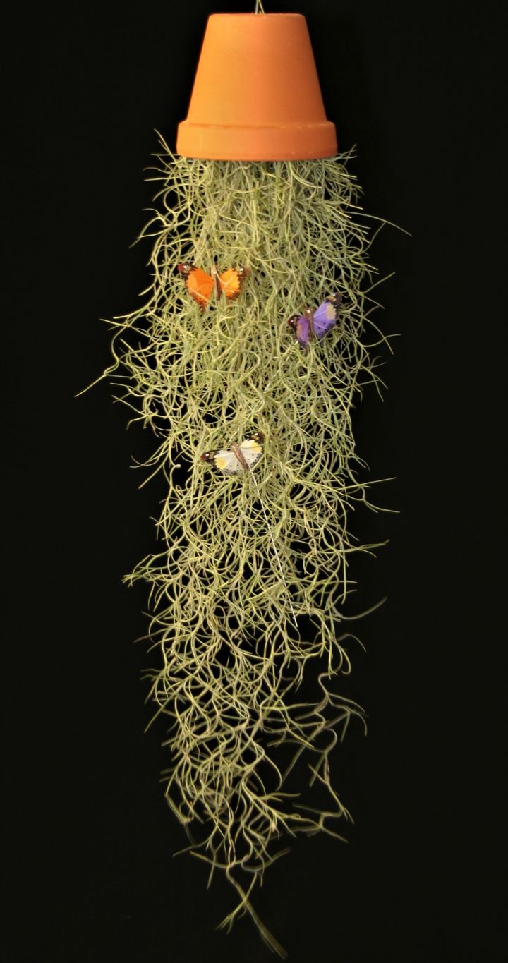 Tillandsia usneoides airplant