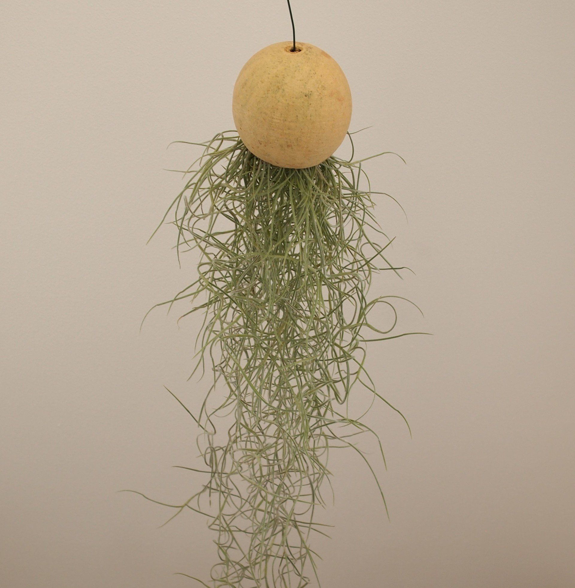 Tillandsia usneoides airplant