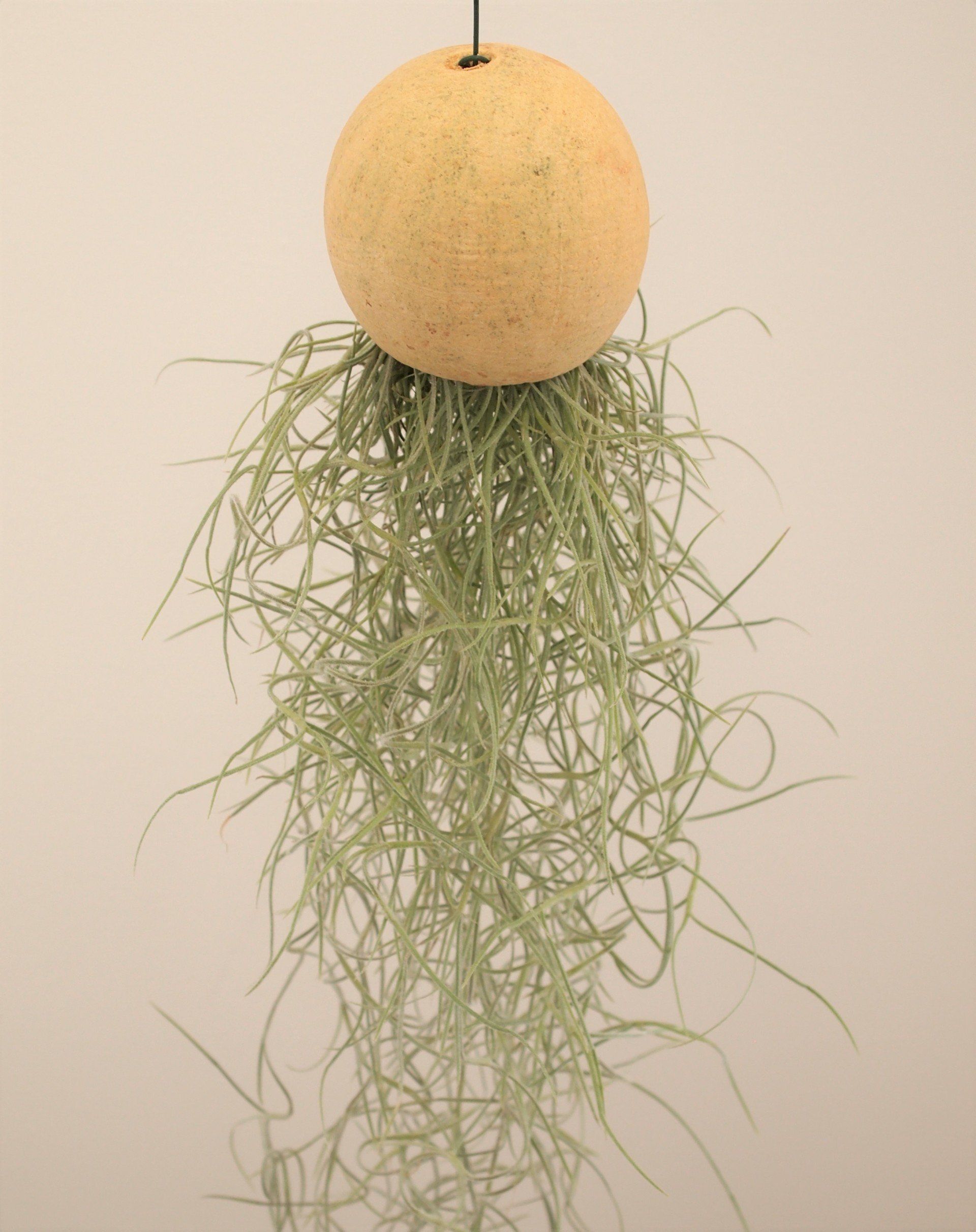 Tillandsia usneoides