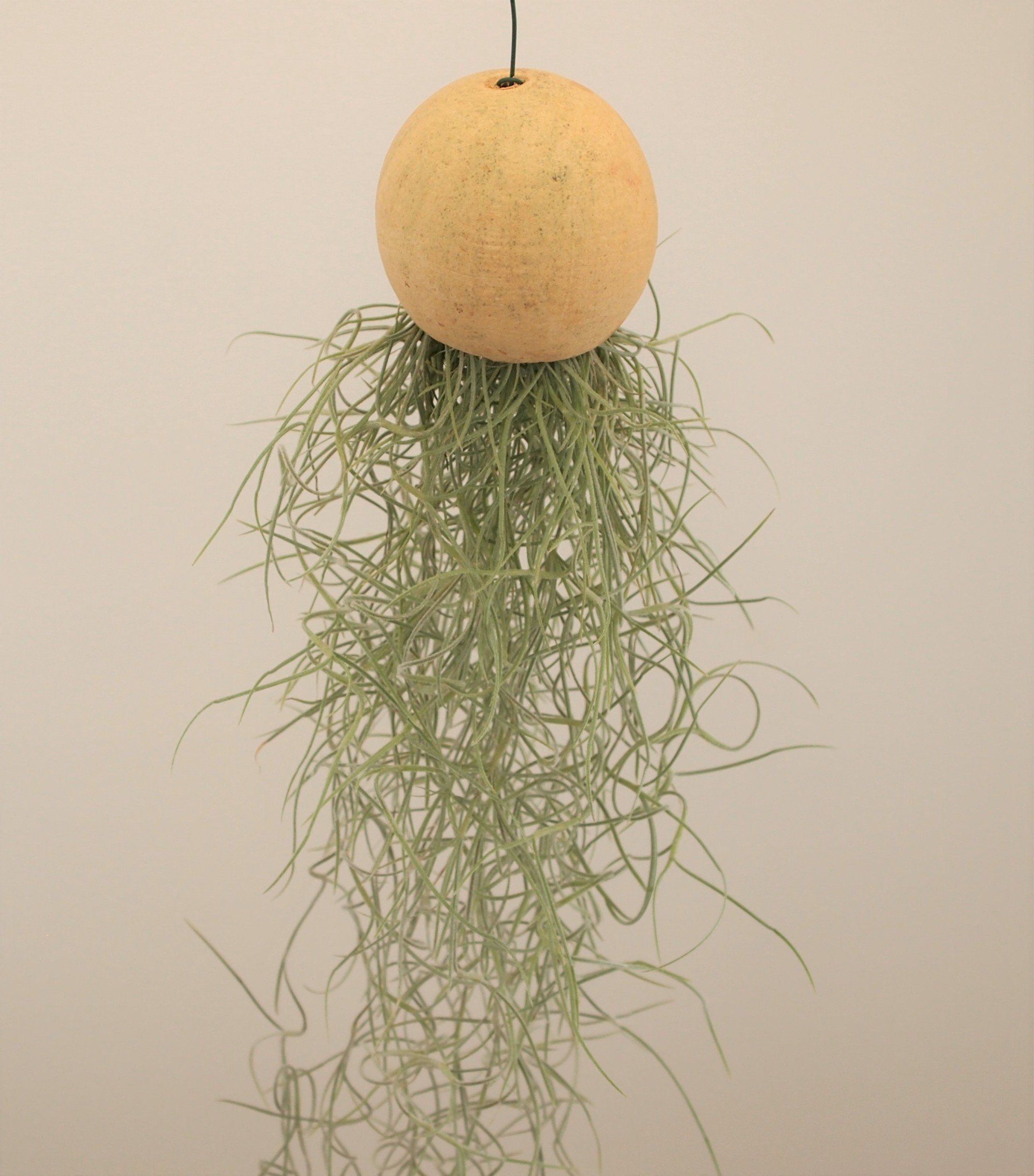 Tillandsia usneoides airplant
