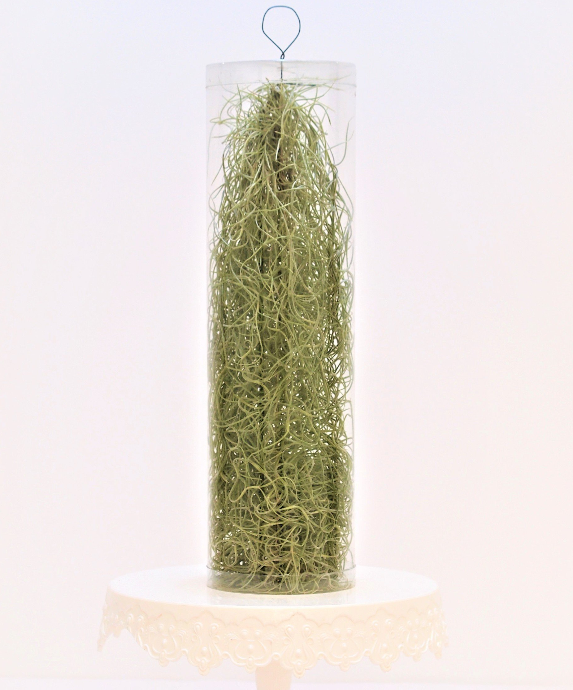 Tillandsia usneoides