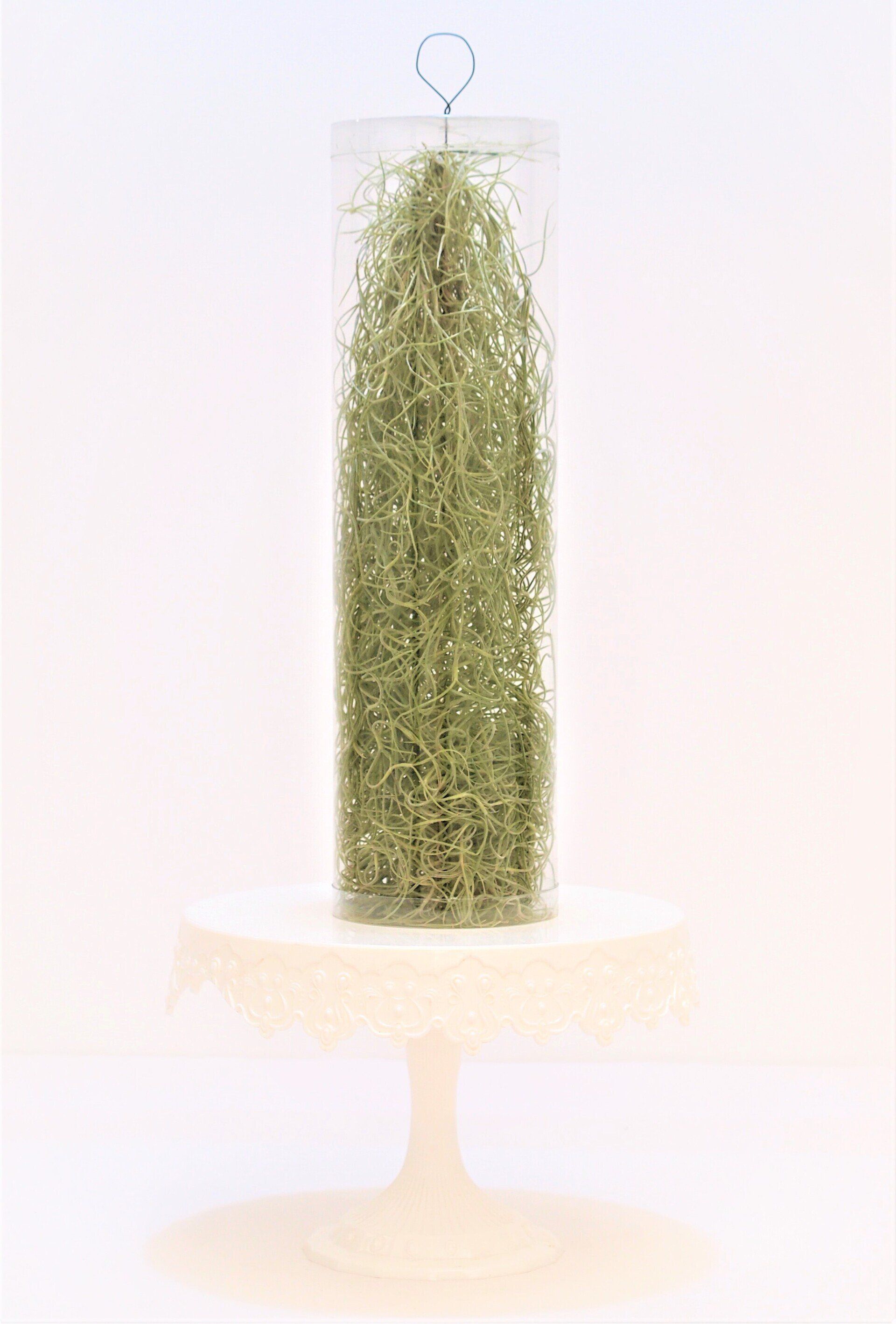 Tillandsia usneoides