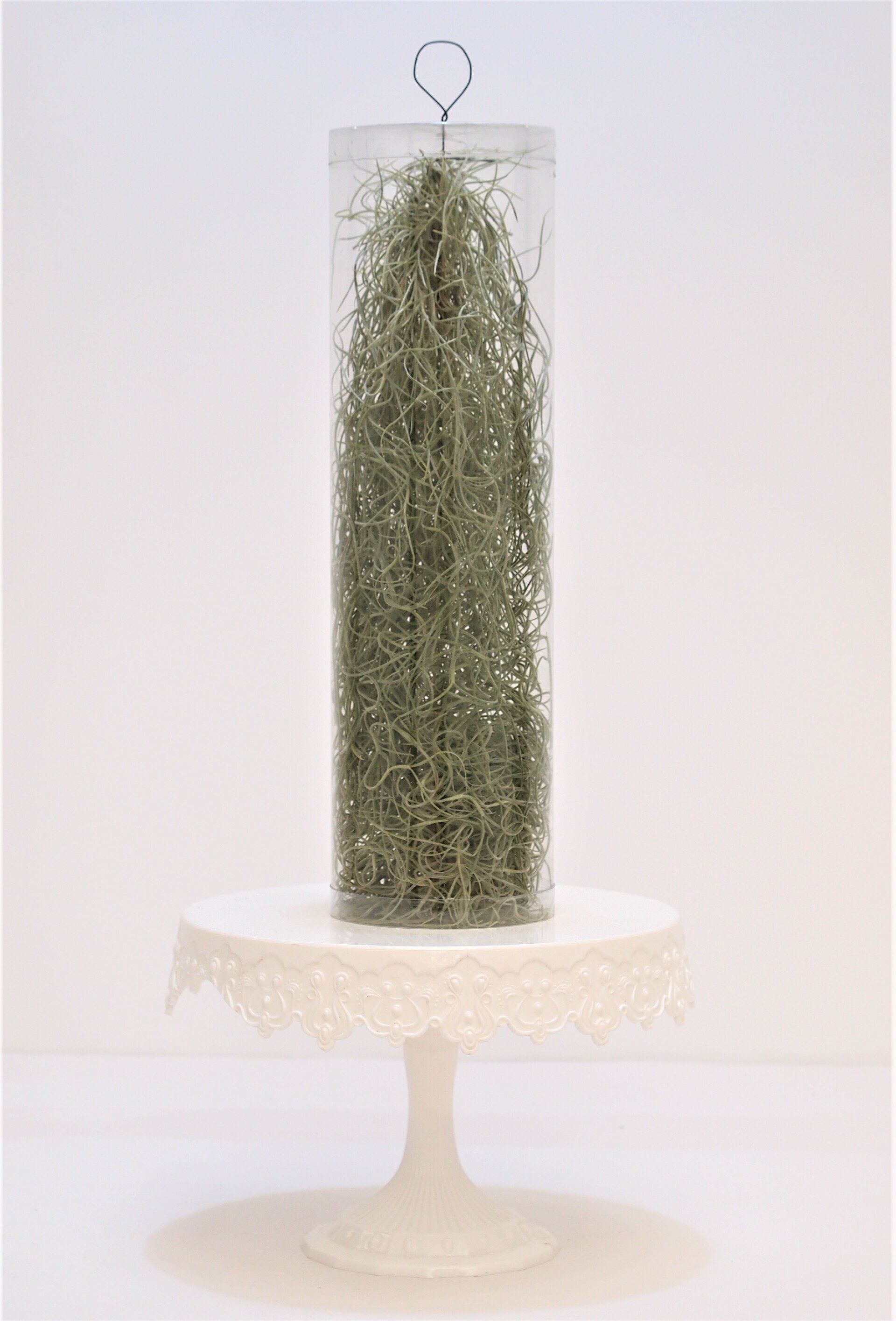 Tillandsia usneoides