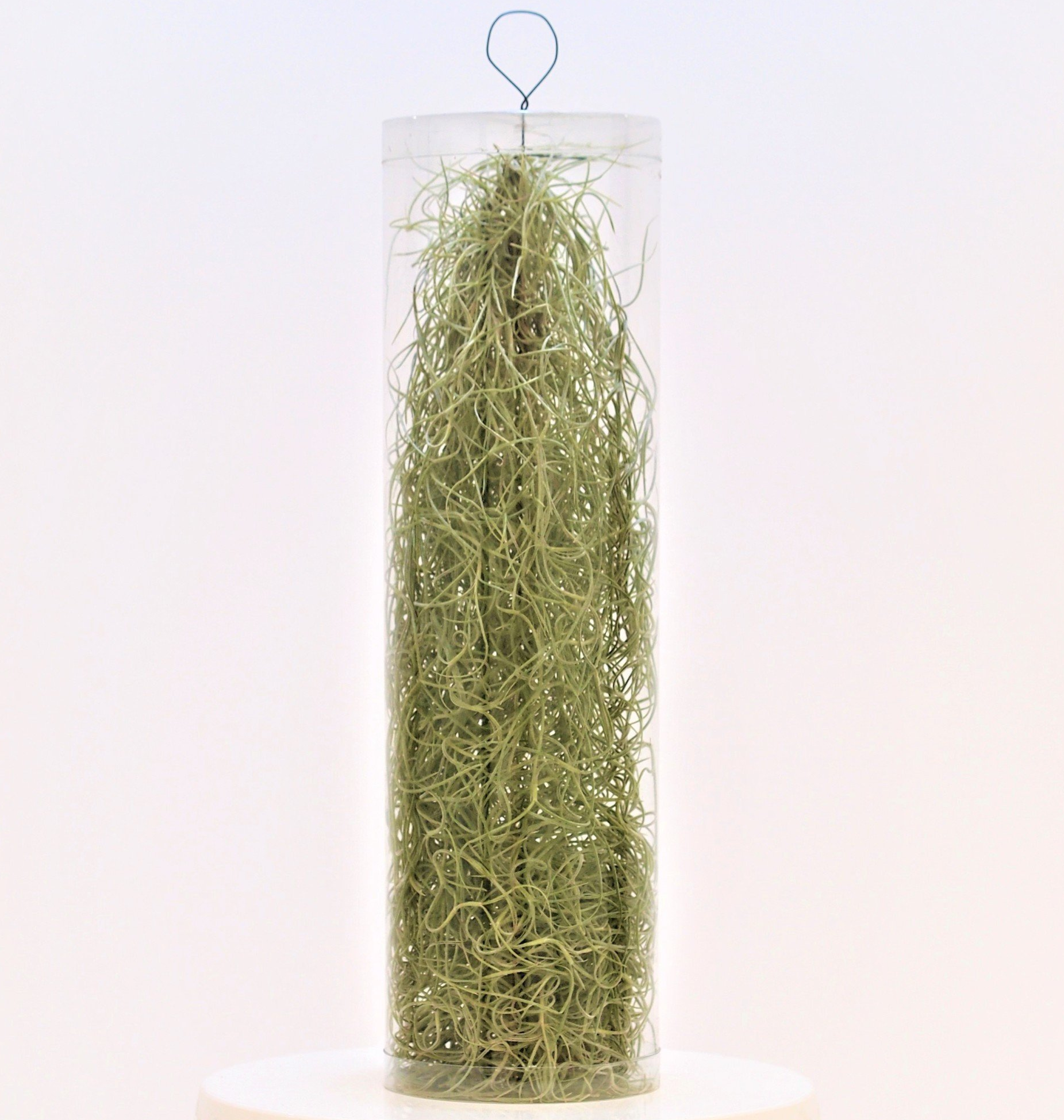 Tillandsia usneoides