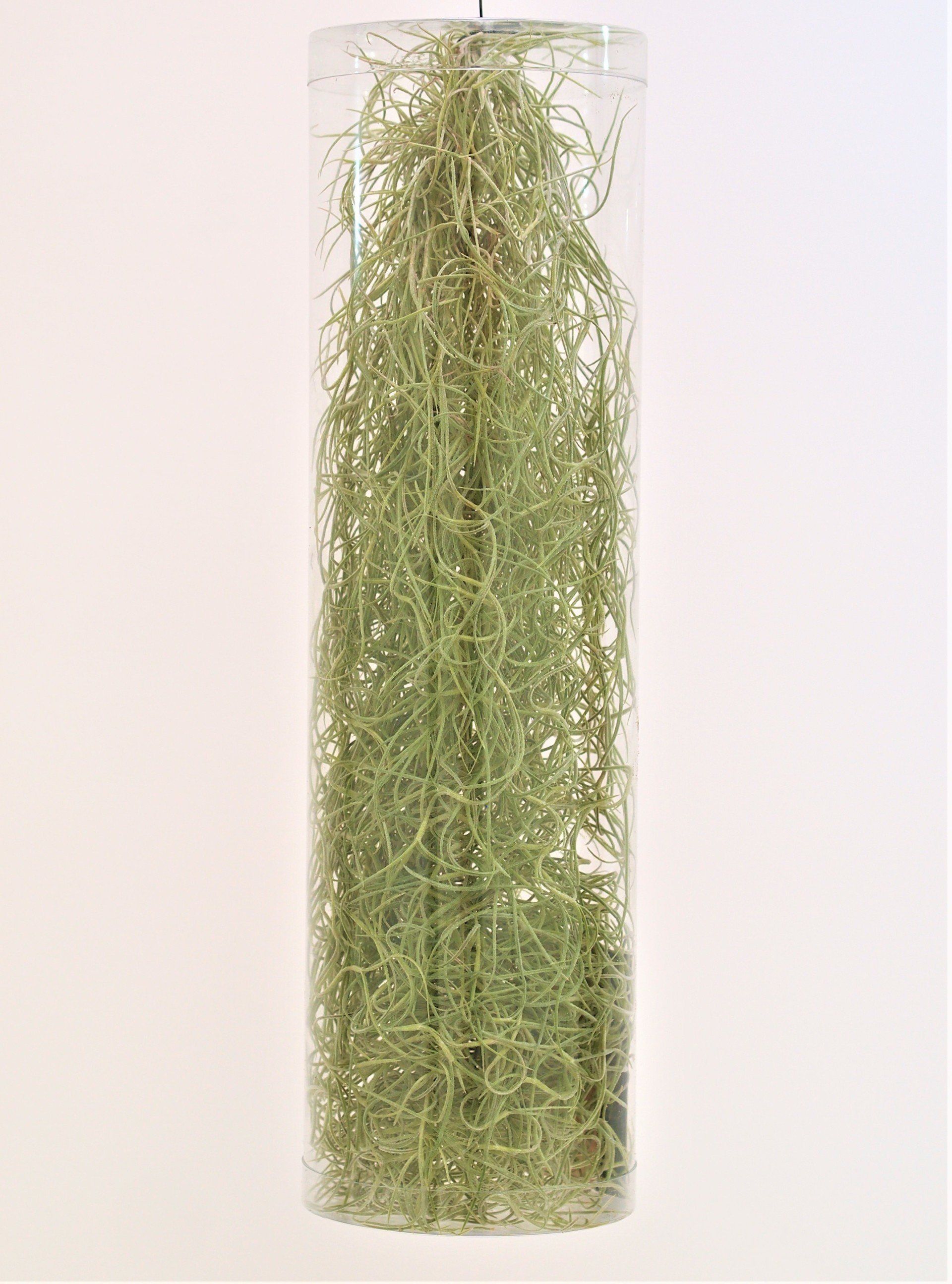 Tillandsia usneoides