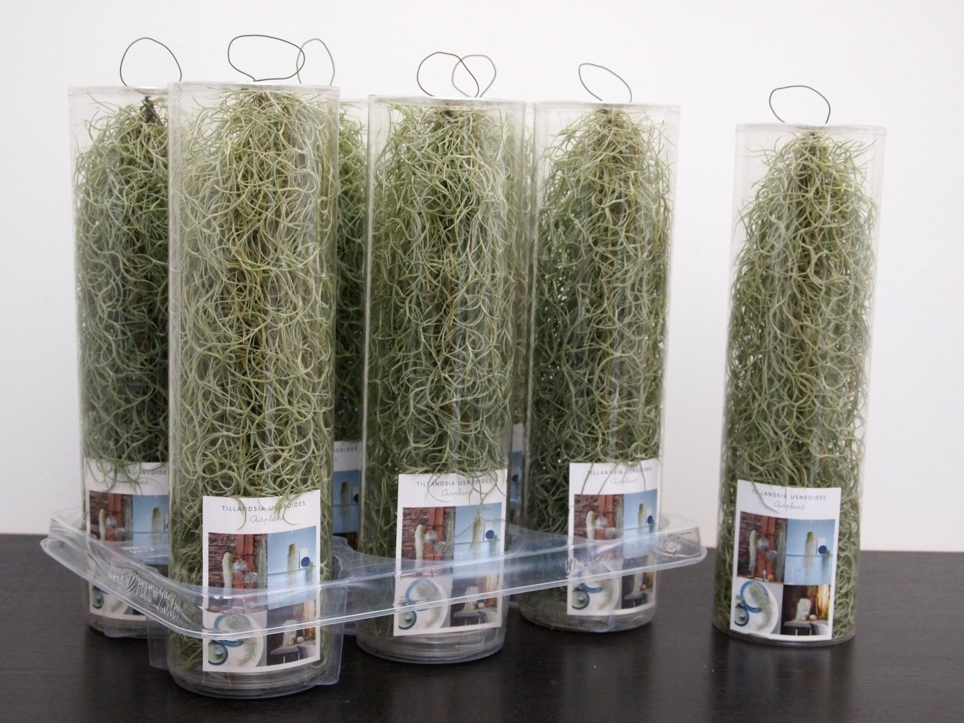 Tillandsia usneoides