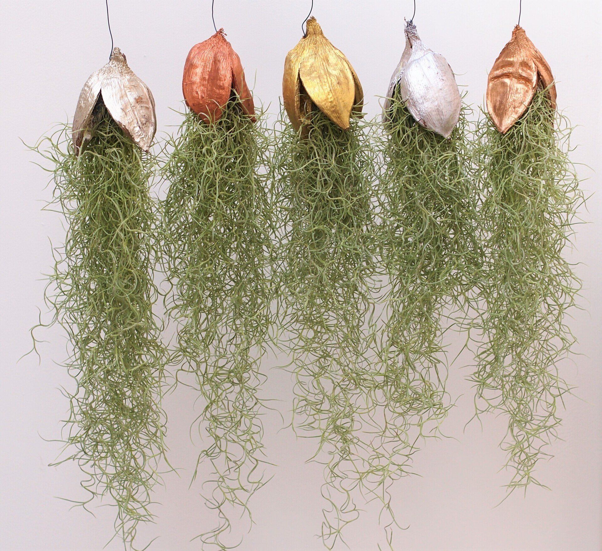 Tillandsia usneoides