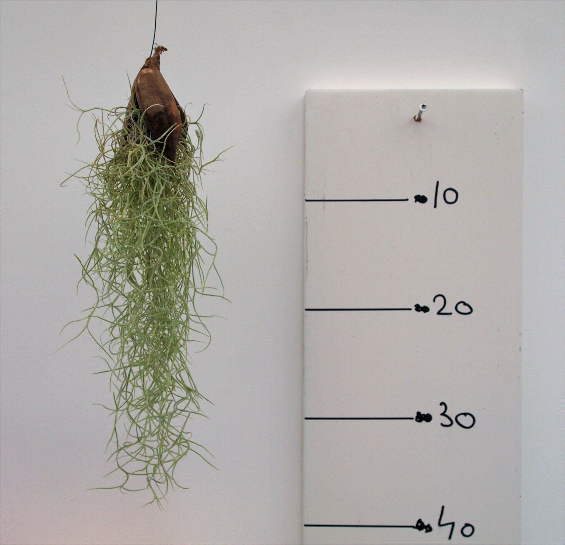 Sororoca penca naturel 