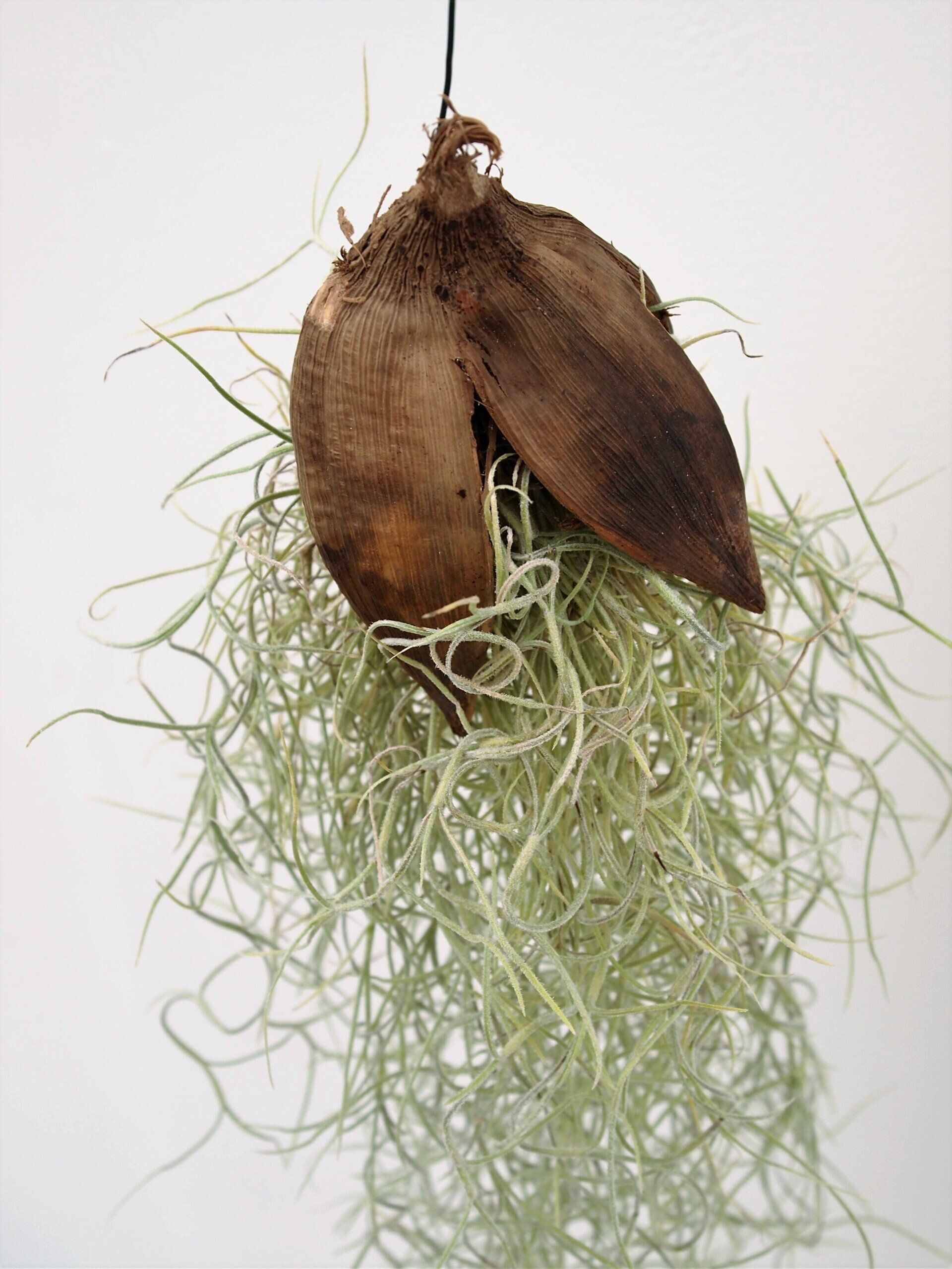 Sororoca penca