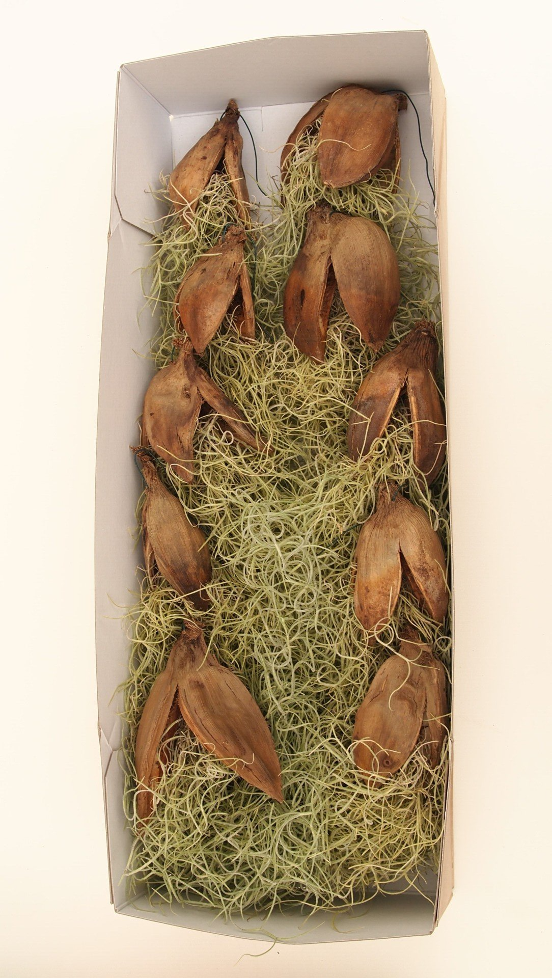 sororoca penca 