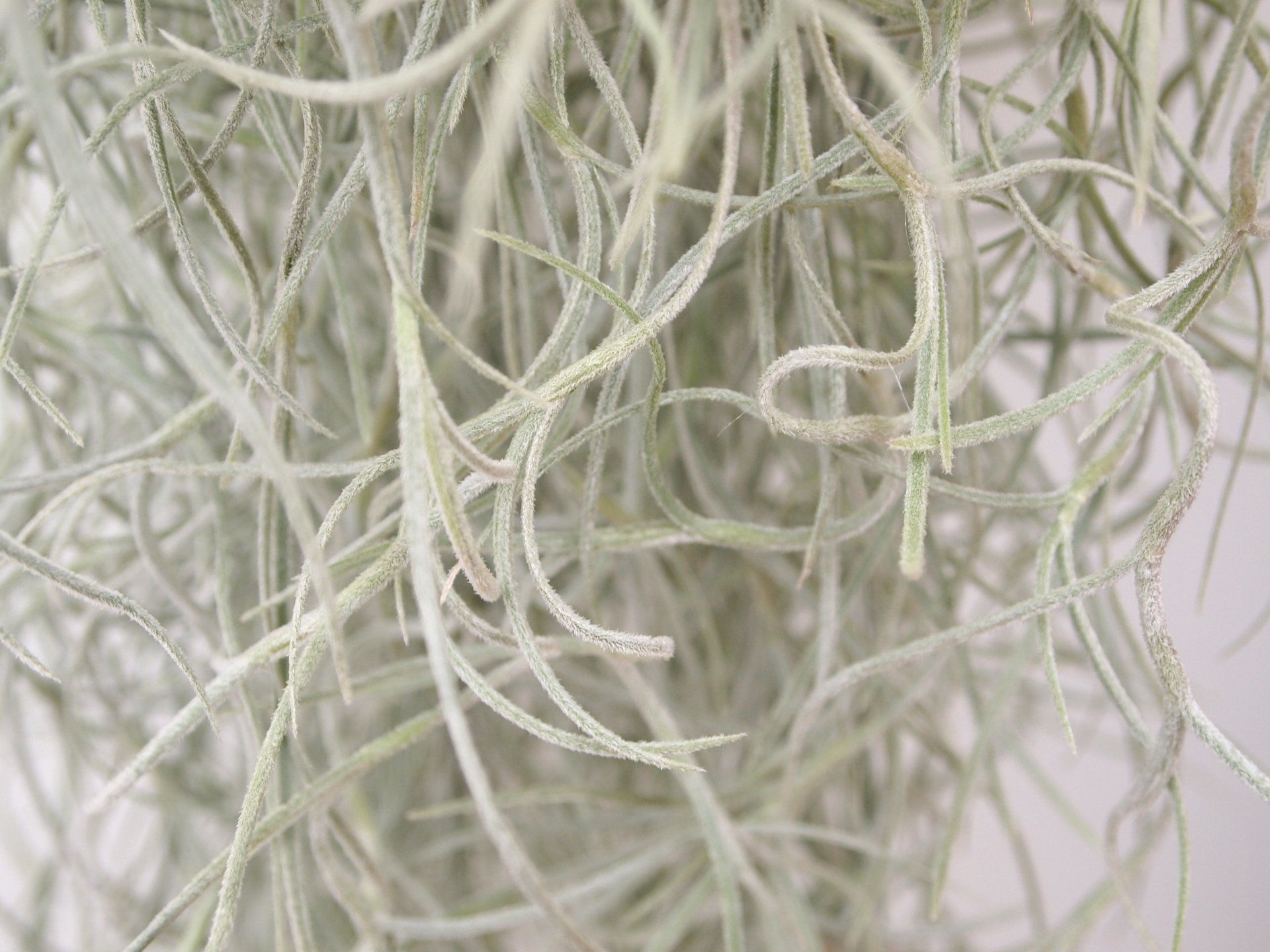 Tillandsia usneoides airplant