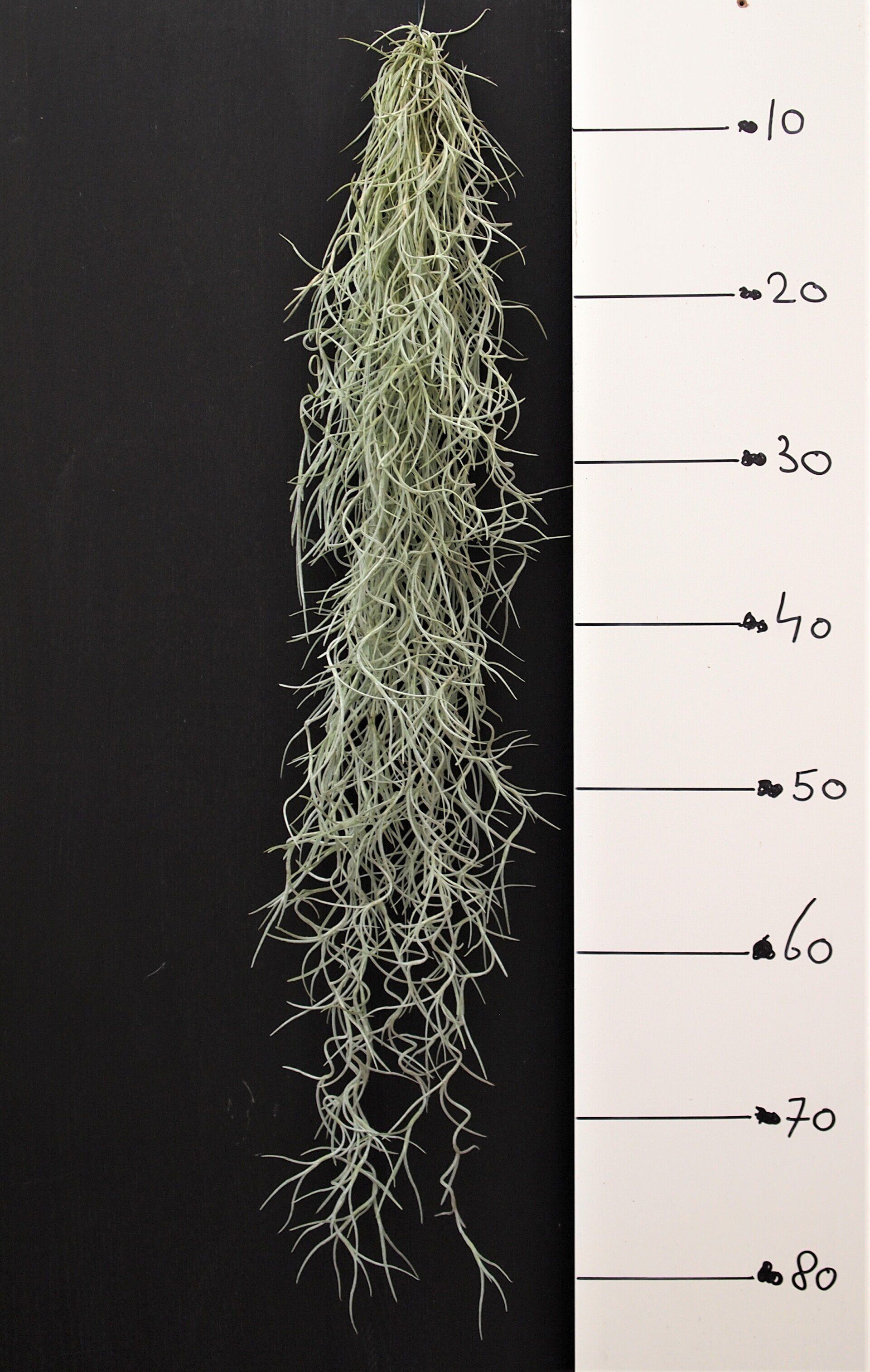 Tillandsia usneoides airplant