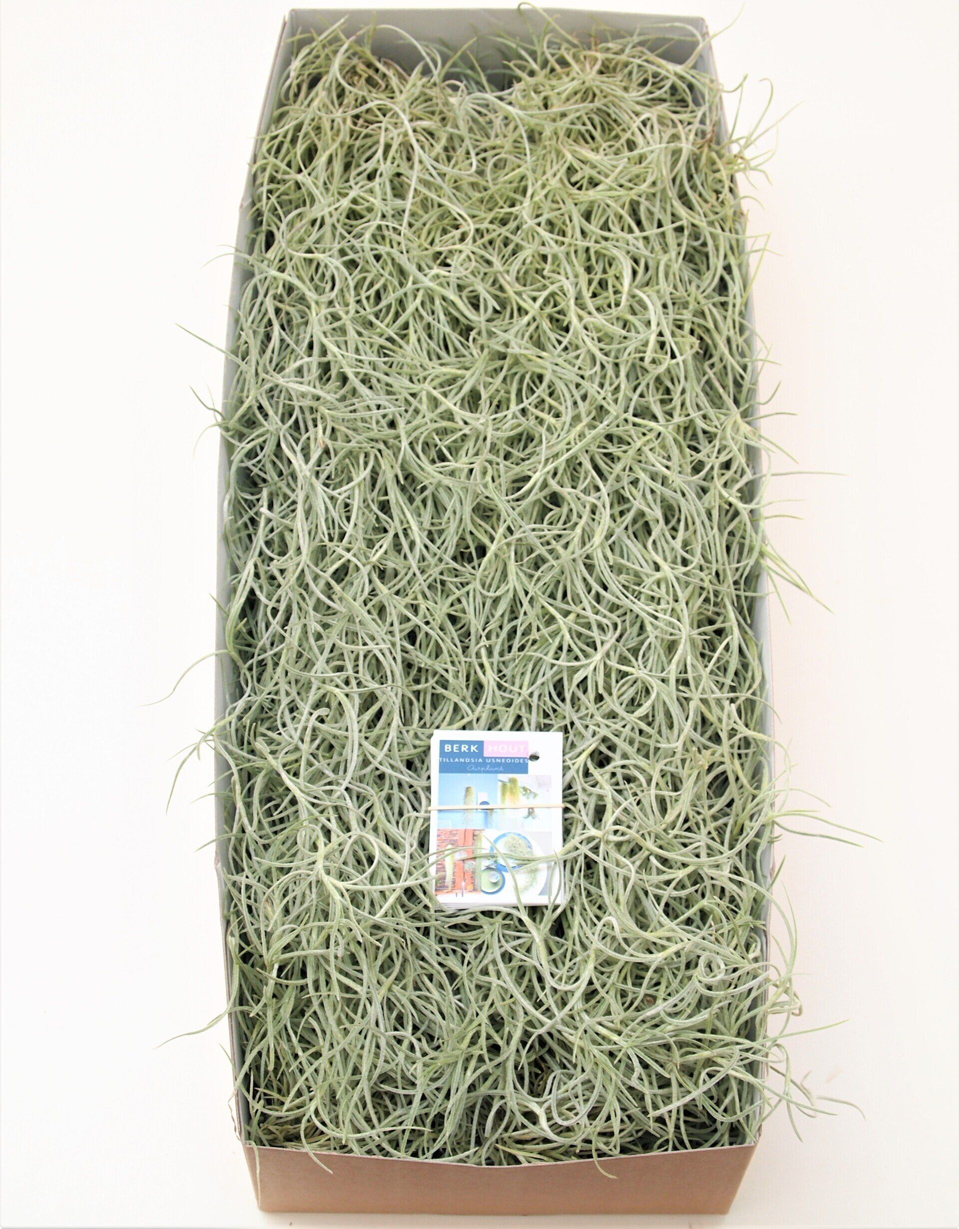 Tillandsia usneoides airplant
