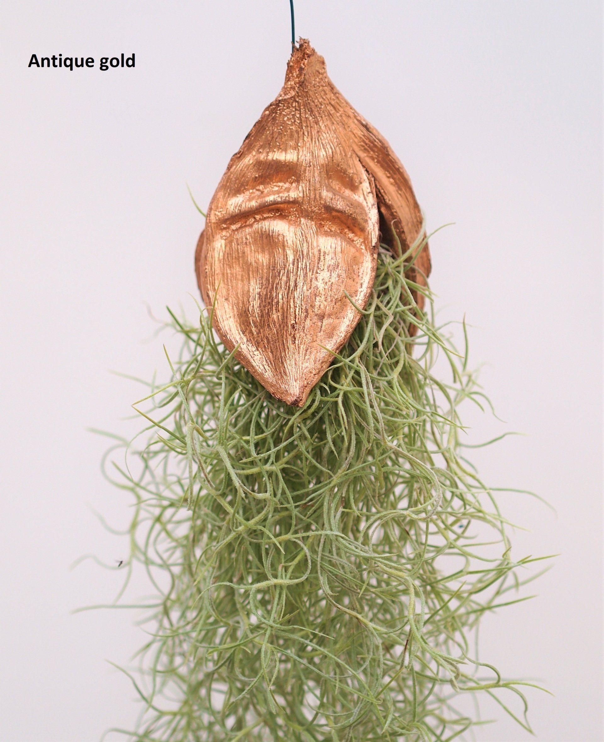 Tillandsia usneoides