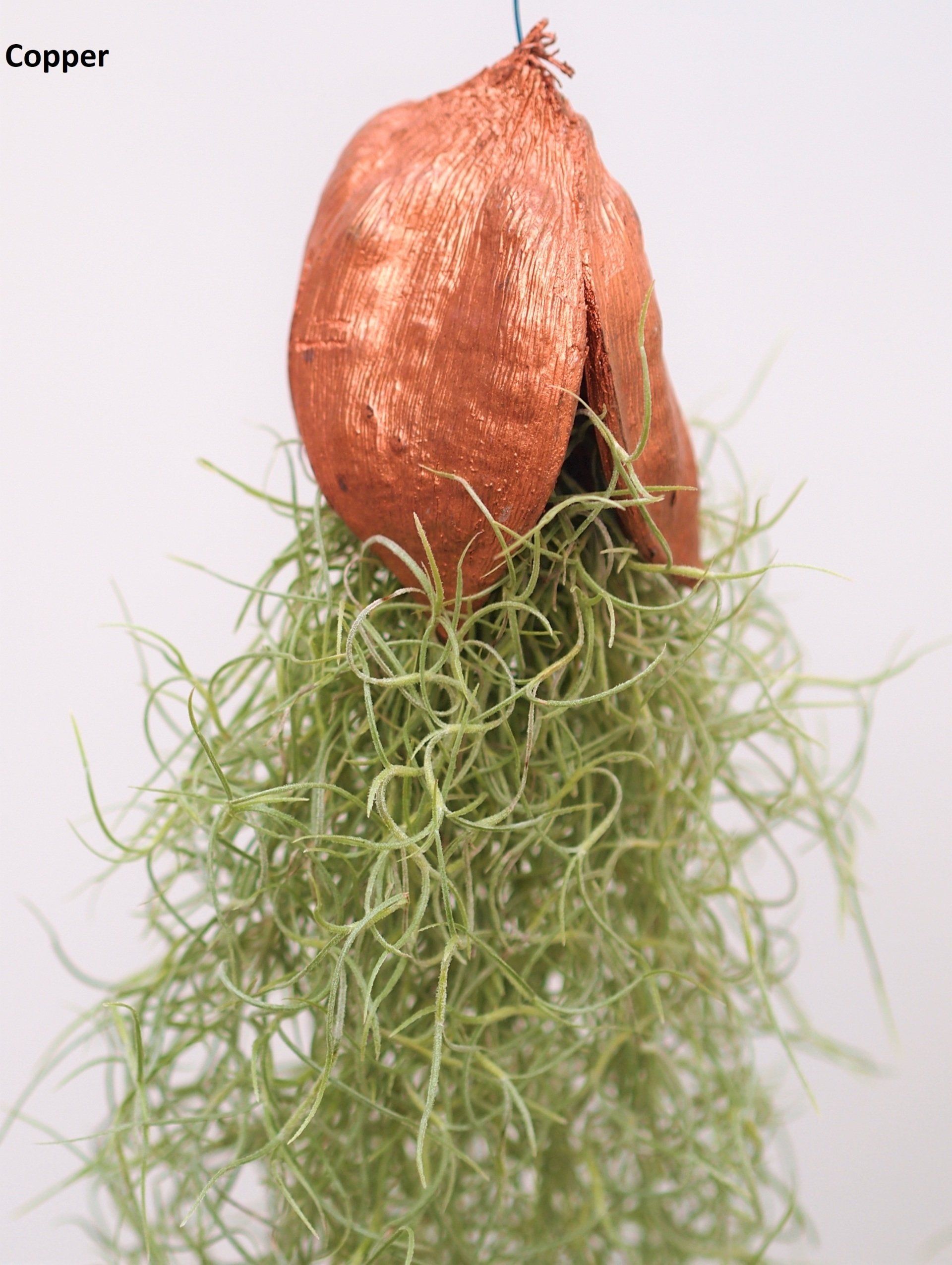 Tillandsia usneoides