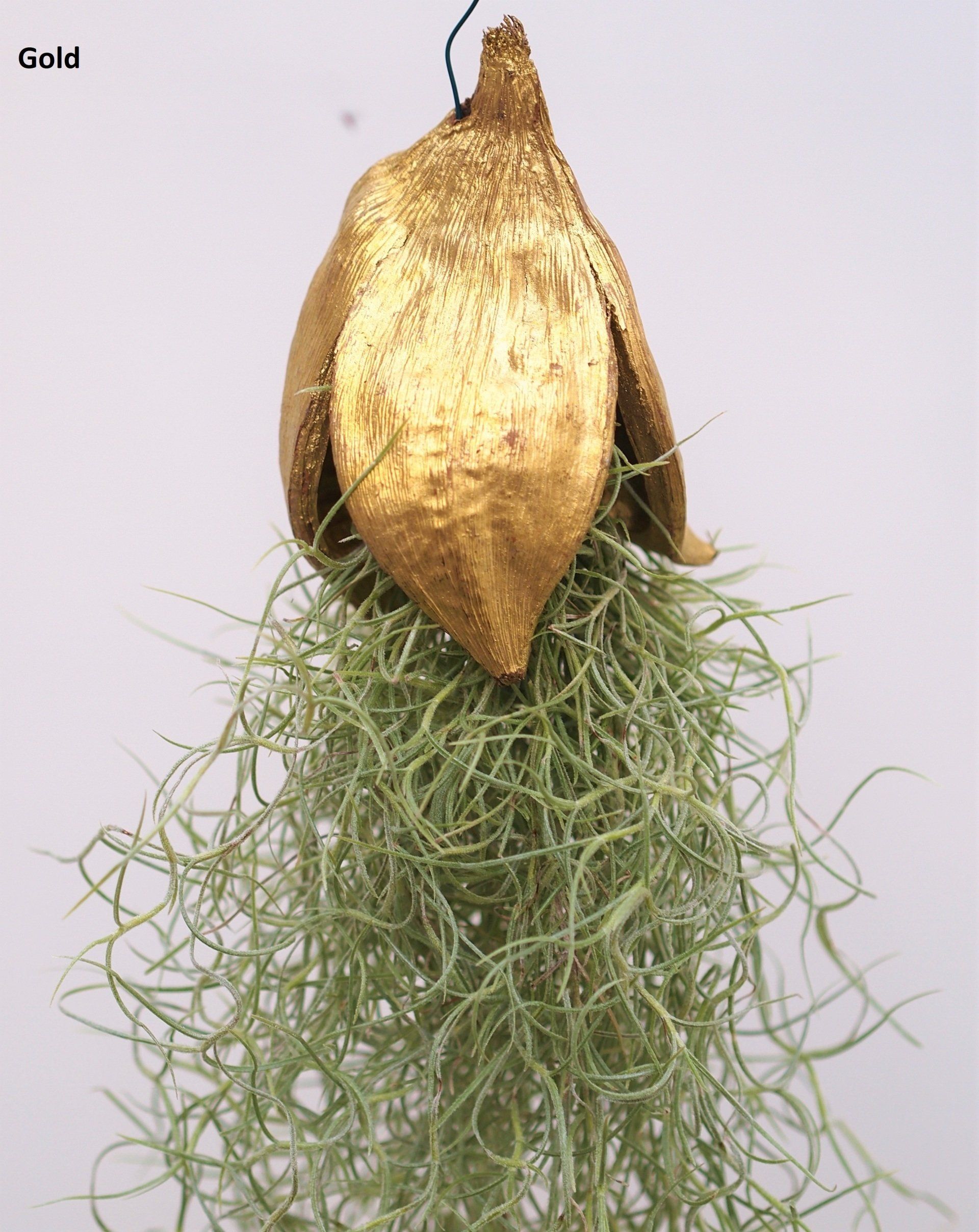 Tillandsia usneoides