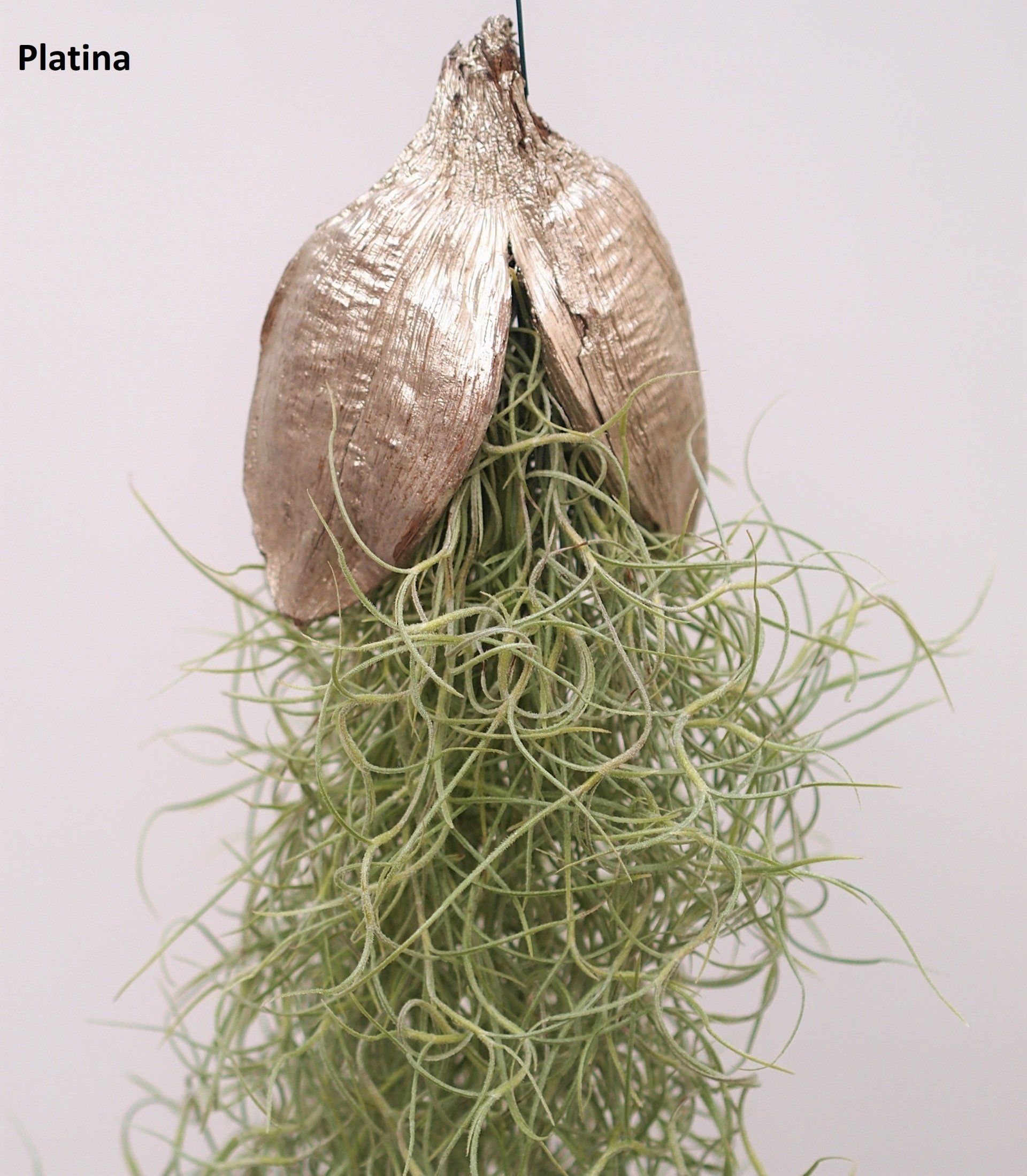 Tillandsia usneoides