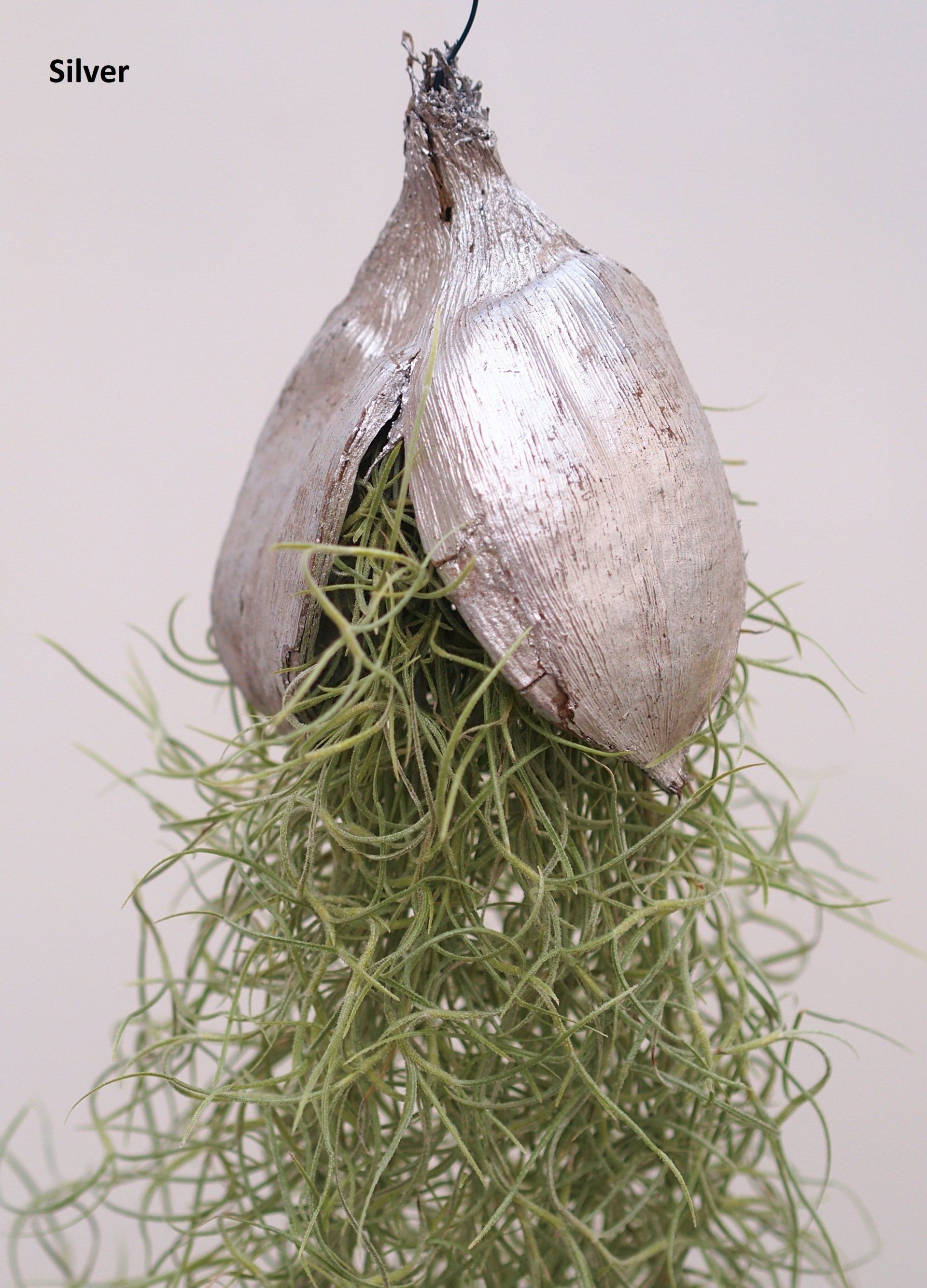Tillandsia usneoides