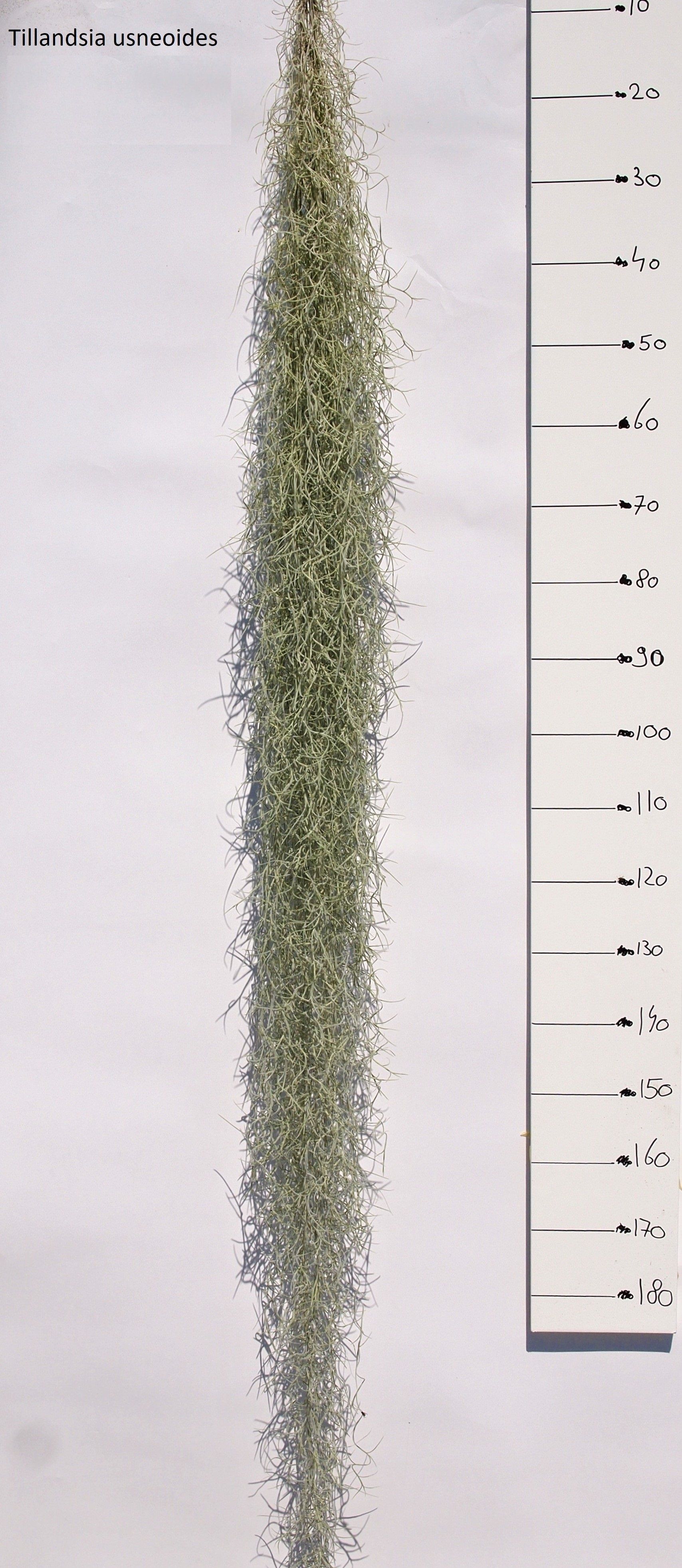 Tillandsia usneoides
