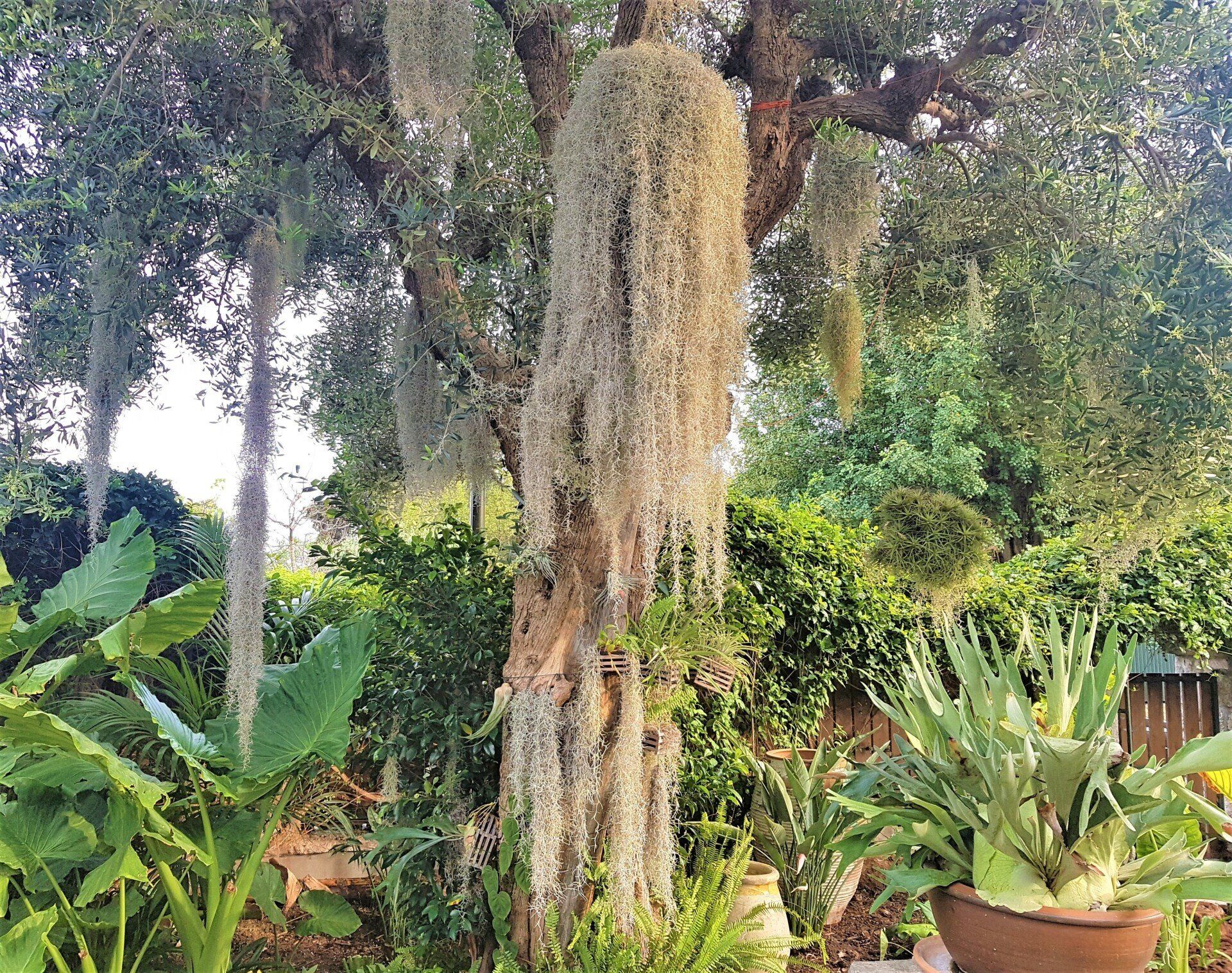 Airplant