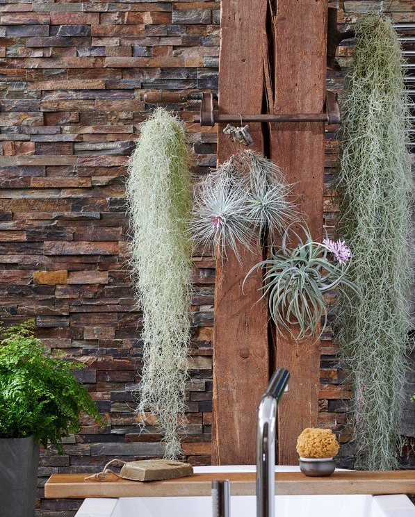 Airplant