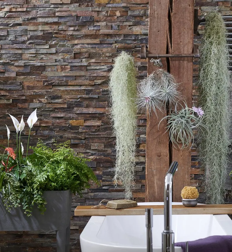 Airplant