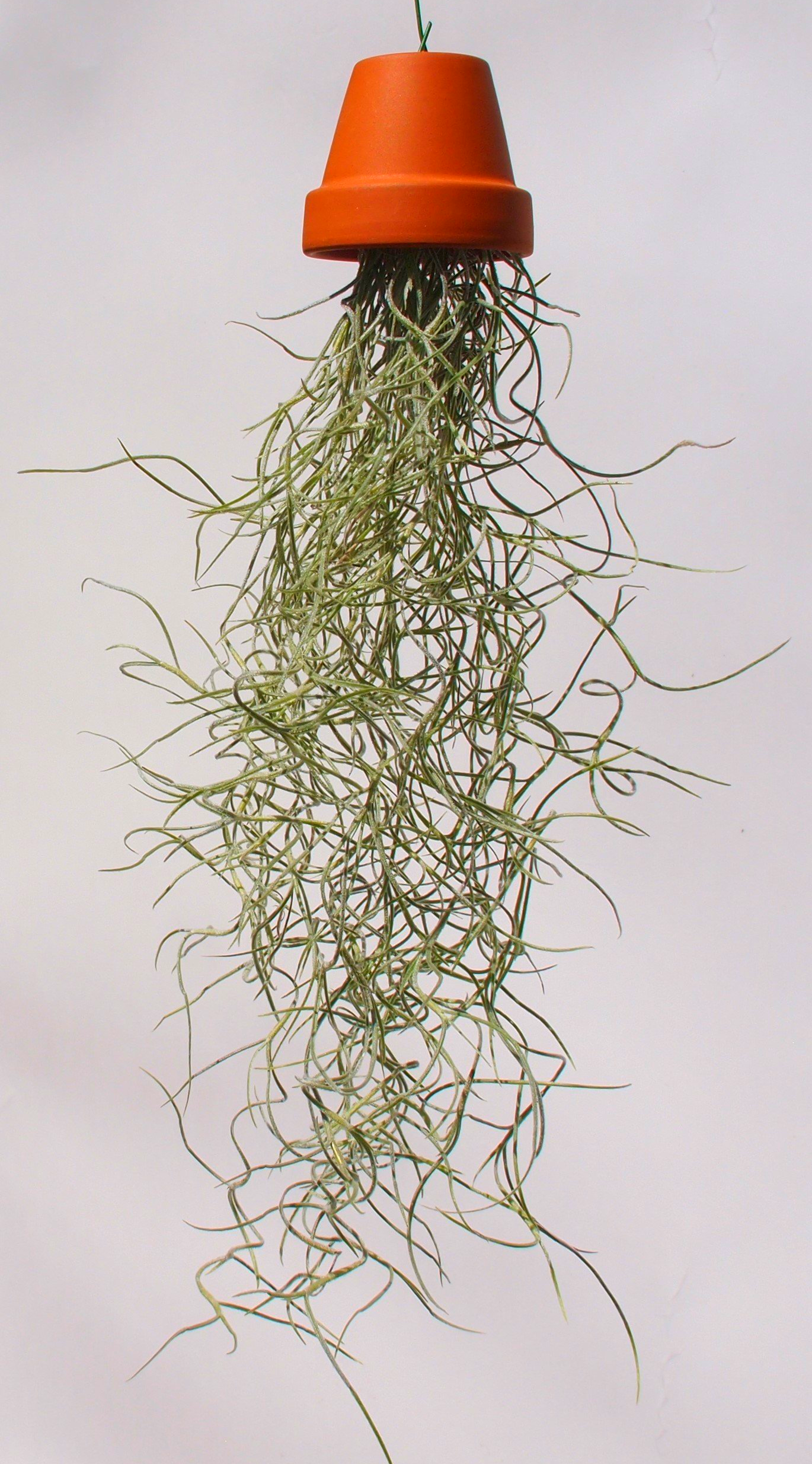 Tillandsia usneoides