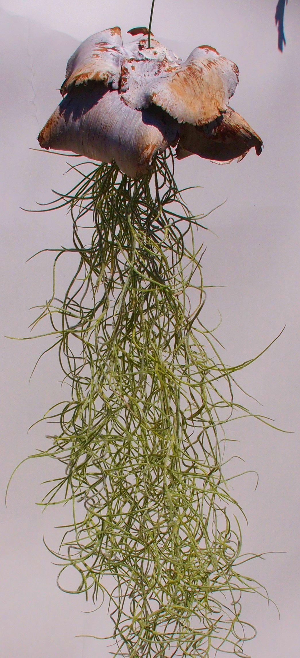 Tillandsia usneoides