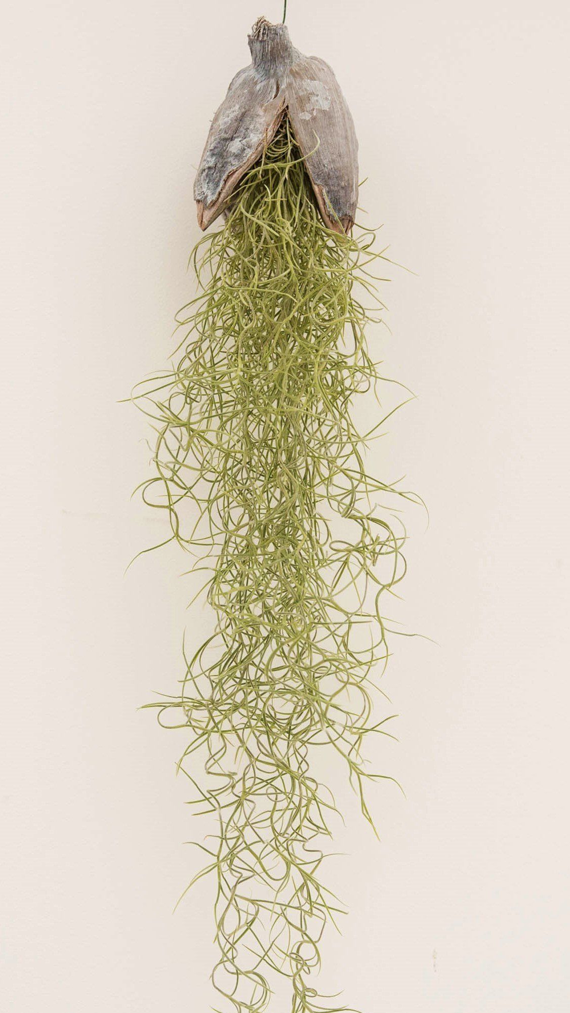 Tillandsia usneoides