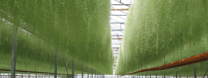 Tillandsia usneoides airplant