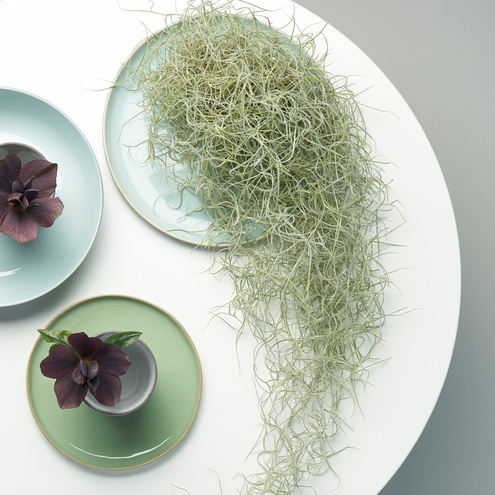Tillandsia usneoides airplant