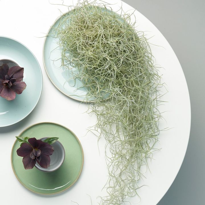 Tillandsia usneoides airplant