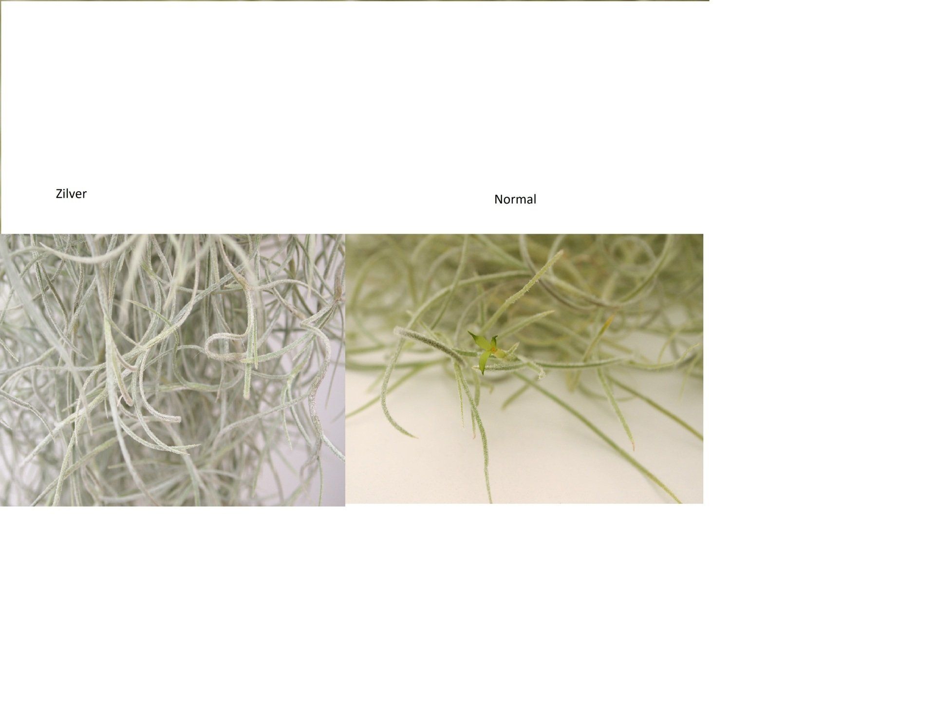 Tillandsia usneoides airplant