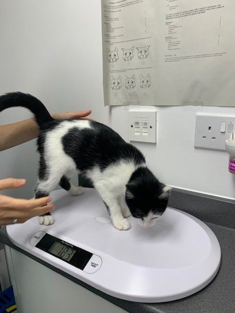 black and white cat being checked at the vets 