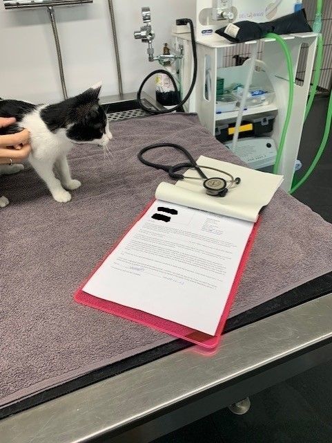 surgical paperwork for black and white cat 