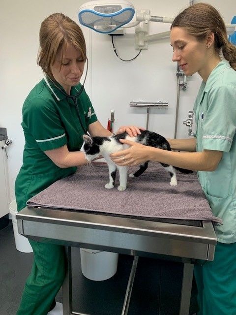 black and white cat at vets 