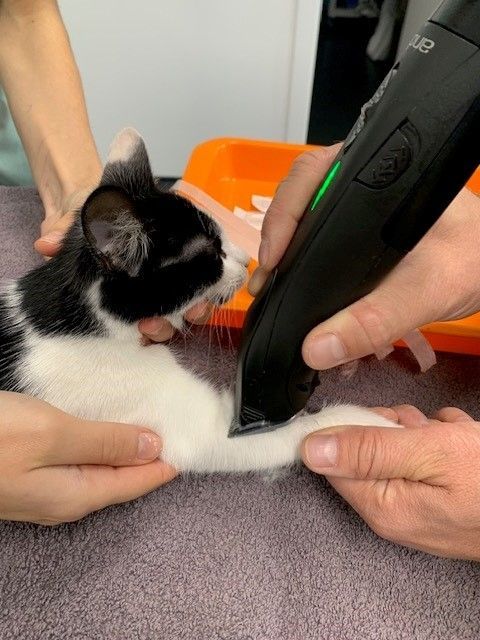 black and white cat anaesthesia1