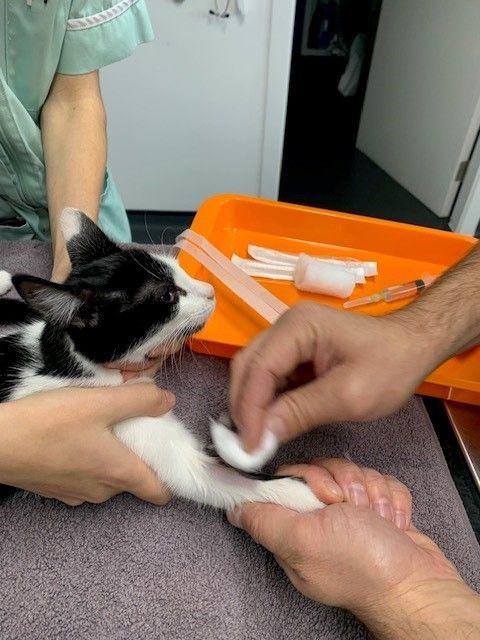 black and white cat anaesthesia2