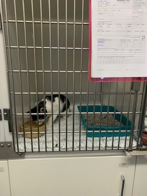 black and white cat before surgery 