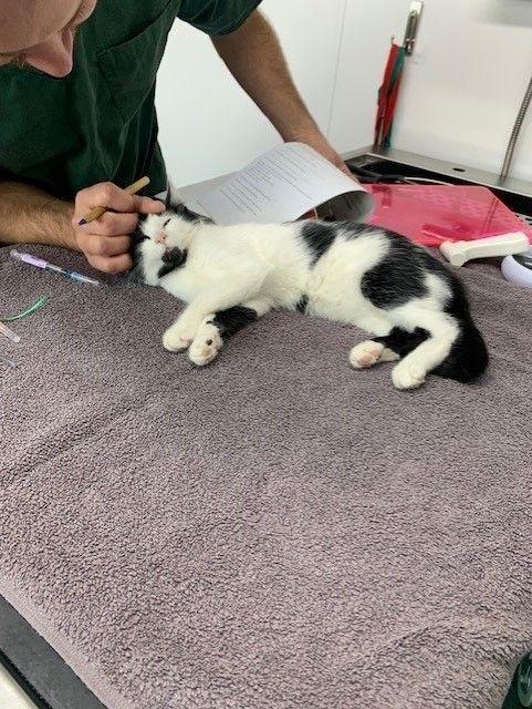 black and white cat pre medical 