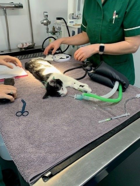 black and white cat on surgery table 
