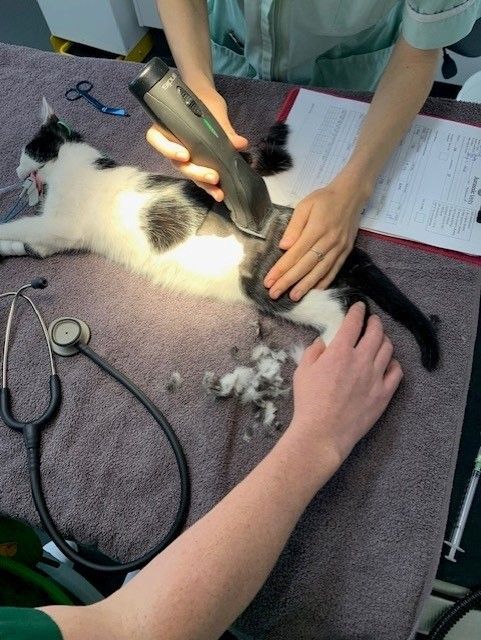 black and white cat being prepped for surgery 