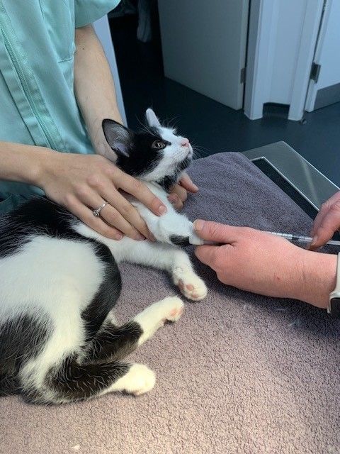 black and white cat anaesthesia3