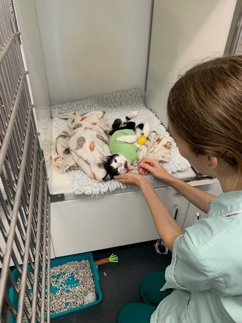cat recovering after surgery 
