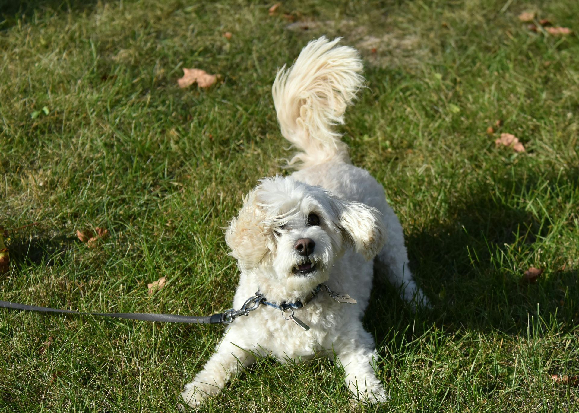 dog outside on grass in summer